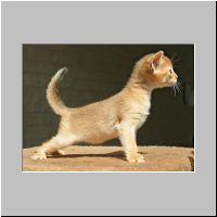 09 Kater poseert.jpg